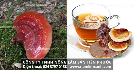 Cách dùng nấm lim xanh phòng ngừa bệnh gan