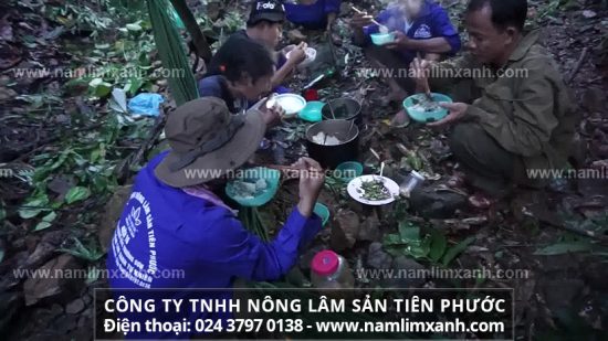 Cách dùng nấm lim xanh rừng chữa bệnh và Uống nấm lim xanh nhiều có tốt không