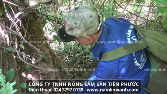 Cách dùng nấm lim xanh trị bệnh tốt nhất