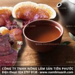 Cách nấu nấm lim xanh Quảng Nam hỗ trợ điều trị ung thư hiệu quả