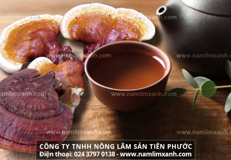 Cách nấu nấm lim xanh Quảng Nam hỗ trợ điều trị ung thư hiệu quả