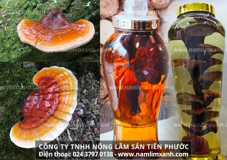 Cách ngâm nấm lim xanh rừng với rượu tác dụng của rượu nấm lim