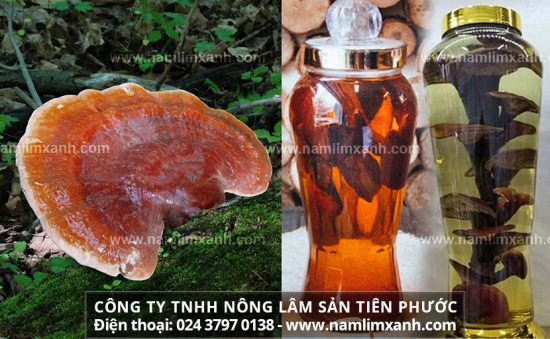 Cách ngâm nấm lim xanh với rượu lưu ý uống rượu nấm lim xanh