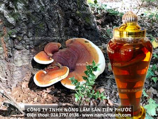 Cách ngâm nấm lim xanh với rượu theo cách truyền thống