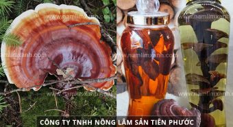 Cách ngâm rượu nấm lim công dụng rượu nấm lim tăng cường sinh lý