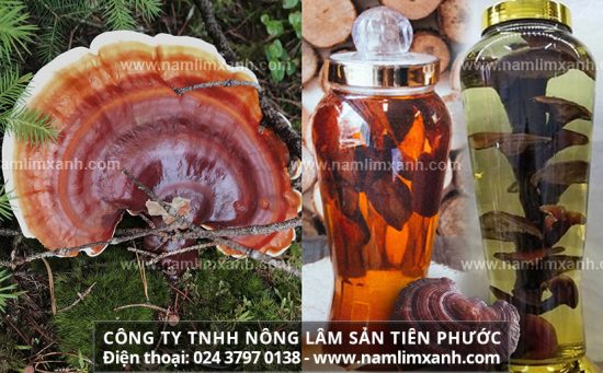 Cách ngâm rượu nấm lim công dụng rượu nấm lim tăng cường sinh lý