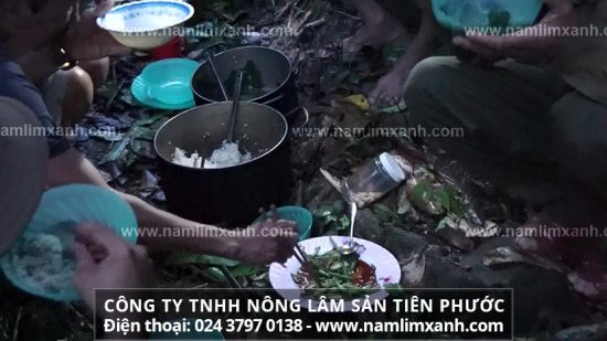 Cách ngâm rượu nấm lim rừng tự nhiên Quảng Nam