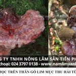 Cách phân biệt nấm lim xanh rừng mua nấm lim ở đâu đúng chuẩn?