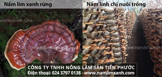 Cách phân biệt nấm lim xanh và nấm linh chi