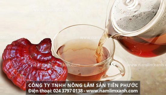 Cách sử dụng nấm lim xanh Tiên Phước chữa bệnh ung thư hiệu quả