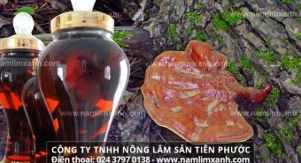 Cách sử dụng nấm lim xanh ngâm rượu với cách ngâm rượu nấm lim