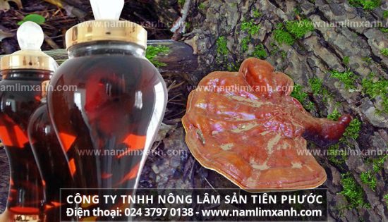 Cách sử dụng nấm lim xanh ngâm rượu với cách ngâm rượu nấm lim