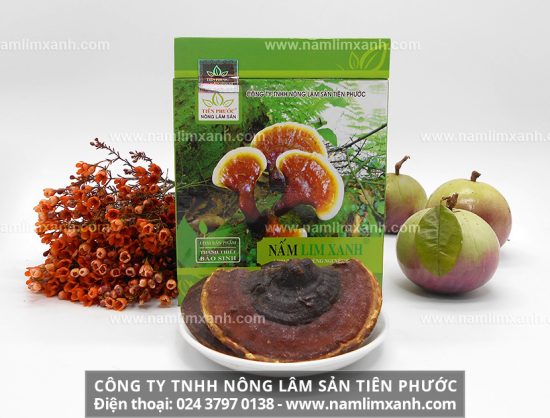 Cách sử dụng nấm lim xanh rừng chữa bệnh gan