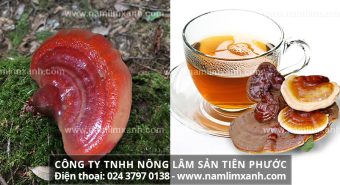 Cách sử dụng nấm lim xanh rừng sắc nấu uống, hãm trà, ngâm rượu