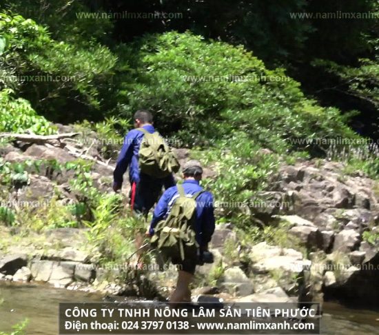 Cách uống nấm lim xanh đúng chuẩn