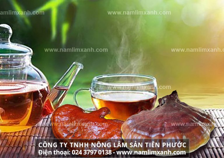 Cách uống nấm lim xanh rừng hiệu quả uống nấm lim xanh kiêng gì