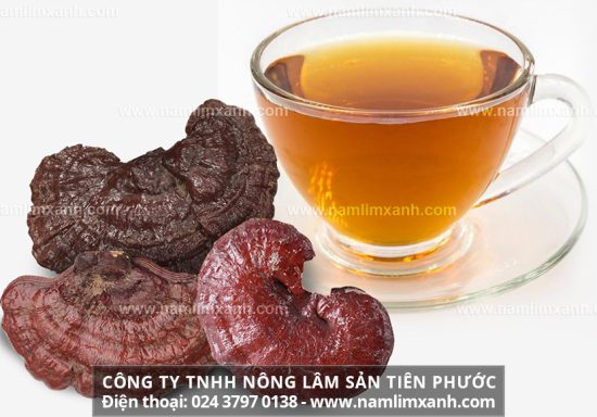 Cách uống nấm lim xanh rừng tự nhiên