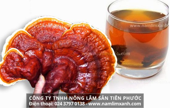 Cách uống nấm lim xanh rừng tự nhiên