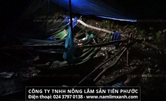 Cách uống nấm lim xanh rừng tự nhiên ngâm rượu