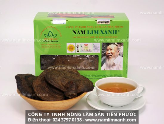 Cây nấm lim rừng hình thức xù xì, xấu xí nhưng giàu giá trị dược chất