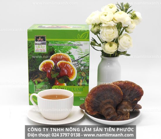 Công dụng của nấm lim xanh và các dược chất trong nấm lim xanh rừng