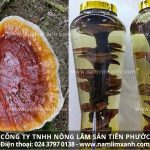 Cách ngâm nấm lim xanh với rượu lưu ý uống rượu nấm lim xanh