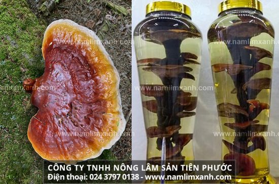 Công dụng của rượu nấm lim xanh đối với cơ thể và tác dụng của rượu nấm lim