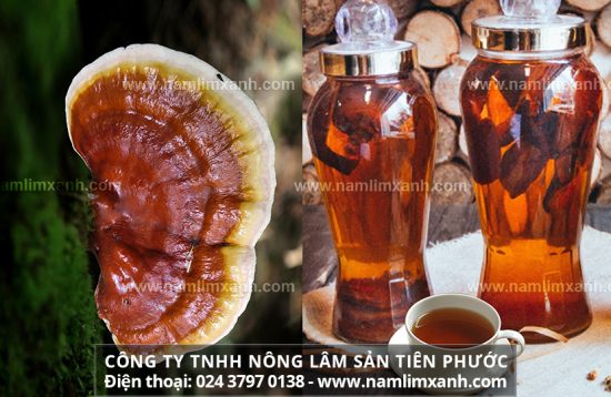 Công dụng nấm lim xanh ngâm rượu tăng cường sinh lý nam