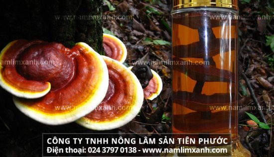 Công dụng rượu nấm lim đối với sức khỏe 