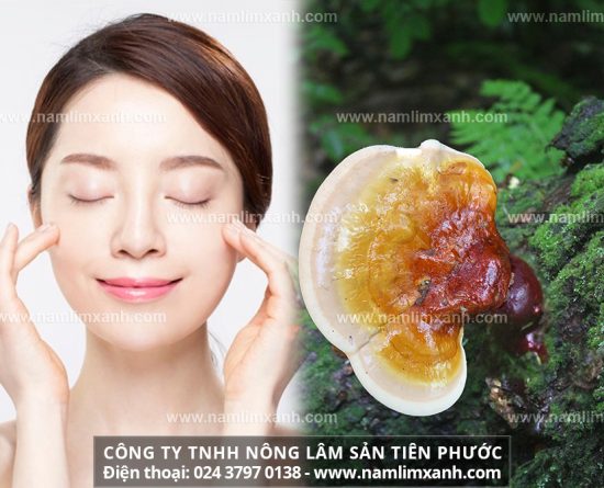 Công dụng trị nám da bằng nấm lim xanh rừng