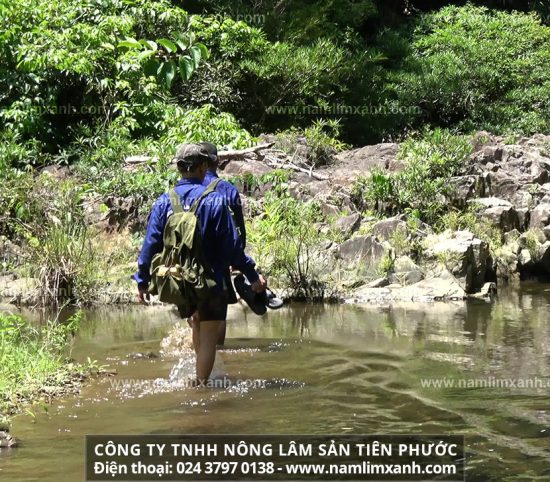 Giá bán nấm lim xanh Tiên Phước Quảng Nam hiện nay