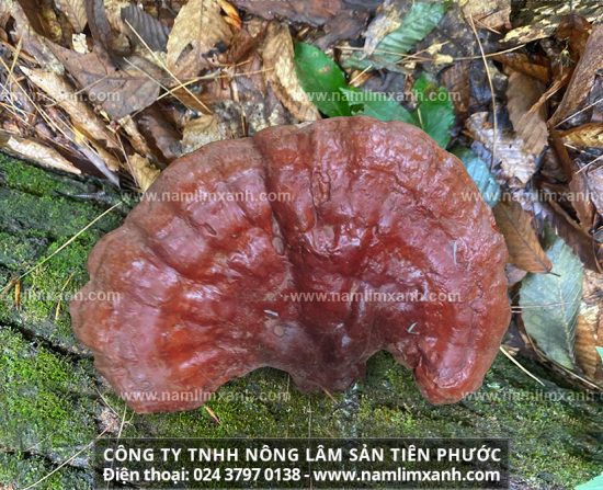 Giá tiền nấm lim xanh trên thị trường