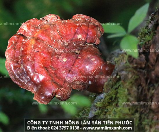 Hình ảnh của nấm lim xanh rừng tự nhiên