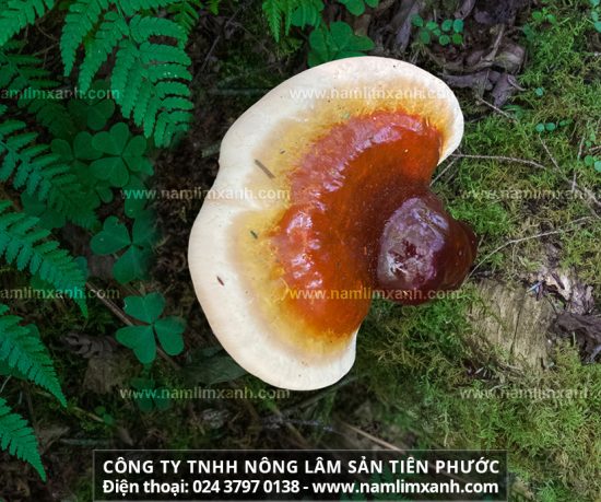 Hình ảnh nấm lim xanh Tiên Phước Quảng Nam trong tự nhiên