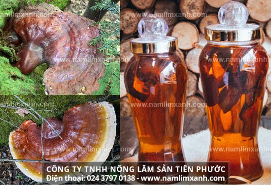 Hướng dẫn cách làm nấm lim xanh rừng ngâm rượu