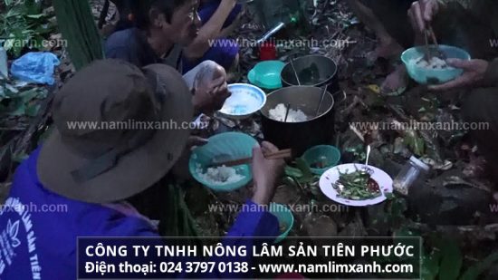 Hướng dẫn sử dụng nấm lim xanh Lào hiệu quả