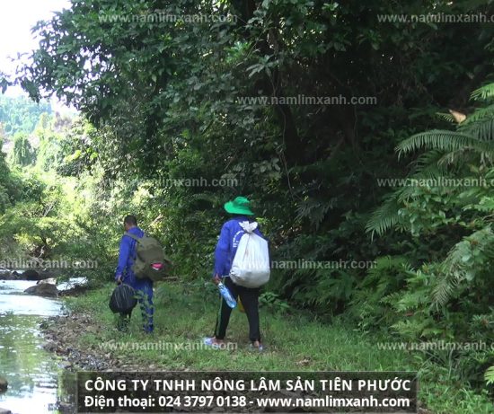 Lưu ý gì khi sử dụng nấm lim xanh 