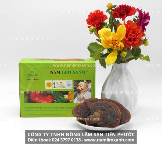 Mô tả hình ảnh cây nấm lim xanh rừng tự nhiên