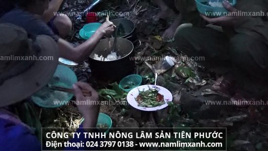 Mua nấm lim xanh rừng ở đâu chất lượng