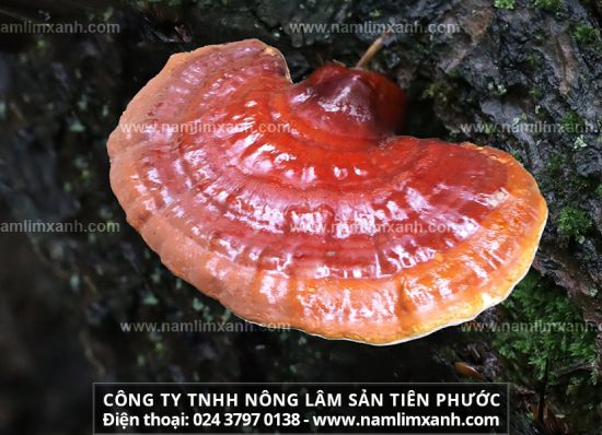 Nấm gỗ lim là loại nấm gì nấm lim xanh có tác dụng chữa bệnh gì