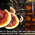 Nấm lim ngâm rượu và tác dụng cách dùng nấm lim xanh ngâm rượu