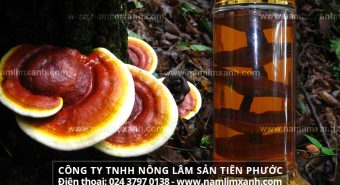 Nấm lim ngâm rượu và tác dụng cách dùng nấm lim xanh ngâm rượu