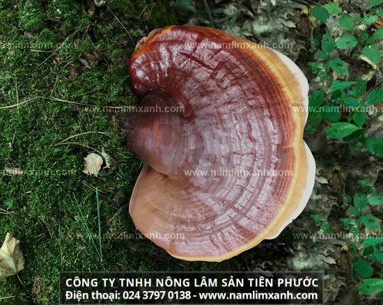 Nấm lim xanh Đà Nẵng giá bao nhiêu 1kg