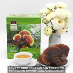 Nấm lim xanh Quảng Nam trị ung thư công dụng nấm lim xanh rừng