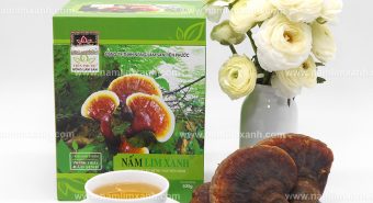 Nấm lim xanh Quảng Nam trị ung thư công dụng nấm lim xanh rừng