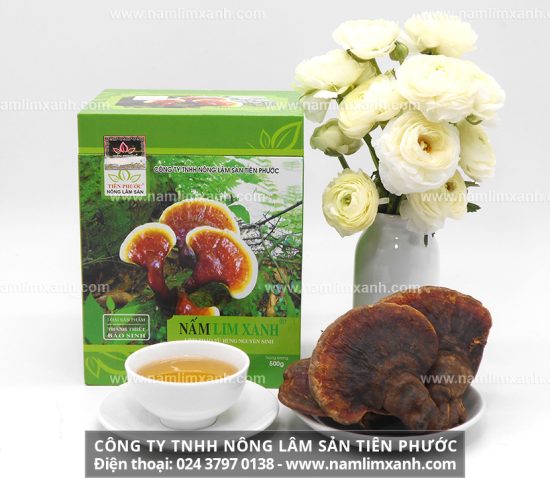 Nấm lim xanh Quảng Nam trị ung thư công dụng nấm lim xanh rừng