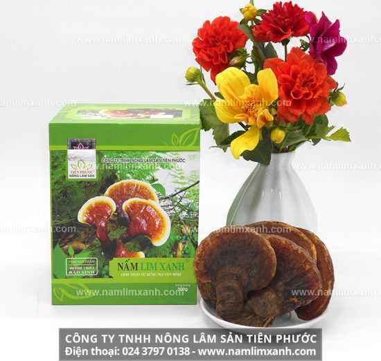 Nấm lim xanh Tiên Phước được tìm thấy trong rừng nguyên sinh có tác dụng rất tốt cho sức khỏe