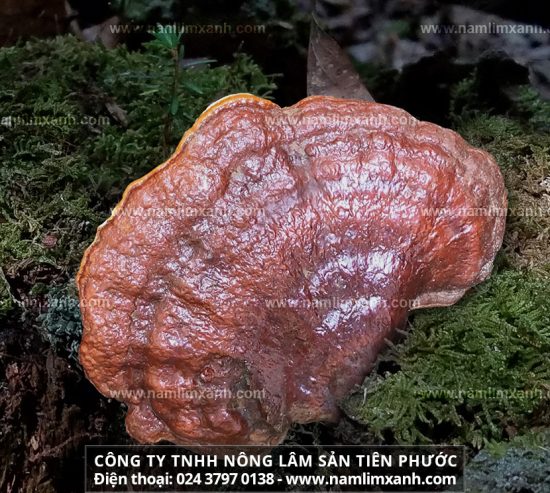 Nấm lim xanh Tiên Phước giá bao nhiêu tiền 1kg chính hãng uy tín