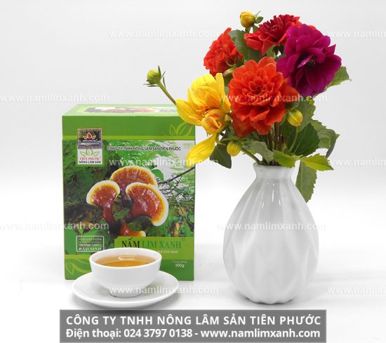 Nấm lim xanh chữa bệnh ung thư