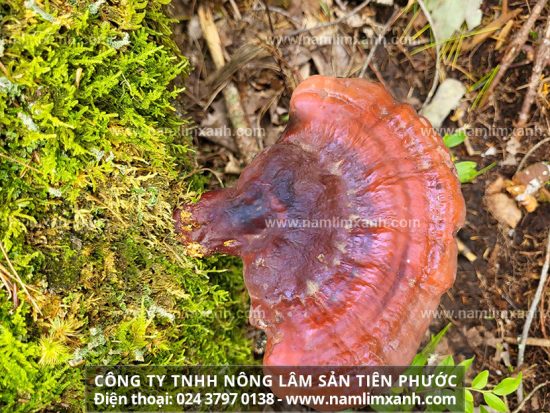 Nấm lim xanh chữa bệnh ung thư gan